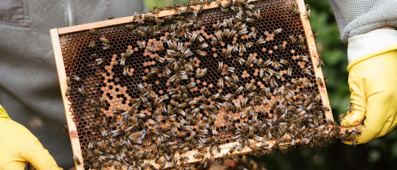 Bild enthält, Animal, Bee, Honey Bee