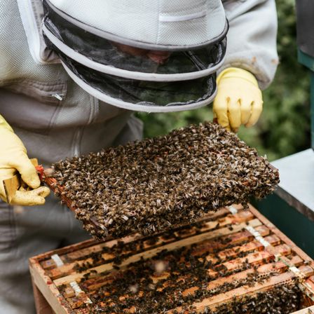 Bild enthält, Person, Apiary, Animal, Bee, Invertebrate, Honey Bee
