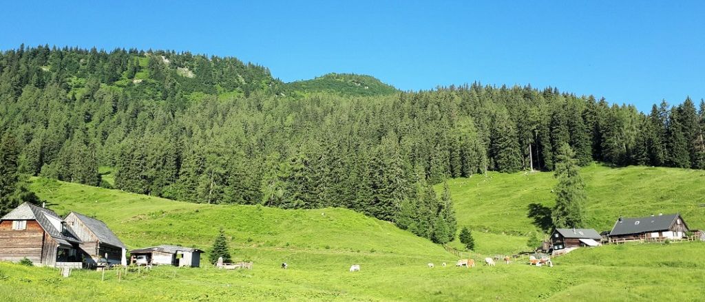 Eine weite grüne Wiese mit verstreuten Kühen unter einem blauen Himmel. Einige kleine Gebäude befinden sich links. In der Ferne ein mit Bäumen bedeckter Berg.