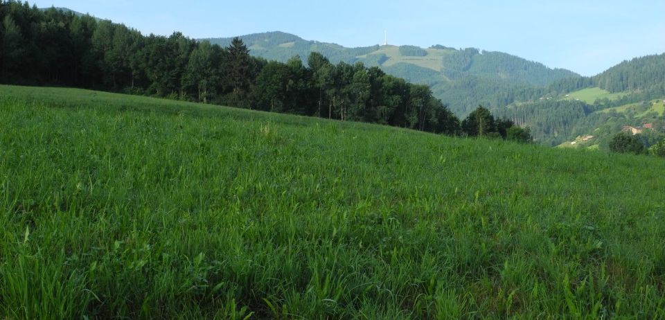 Eine weite Fläche mit üppigem grünem Gras, umgeben von einem Wald aus Bäumen, mit Hügeln und Bergen im Hintergrund.