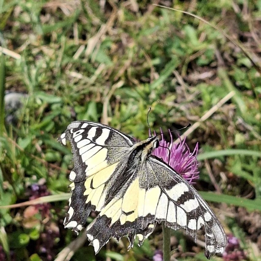 Ein Schmetterling mit schwarzen und weißen Flügeln sitzt auf einer violetten Blume in einem Grasfeld.