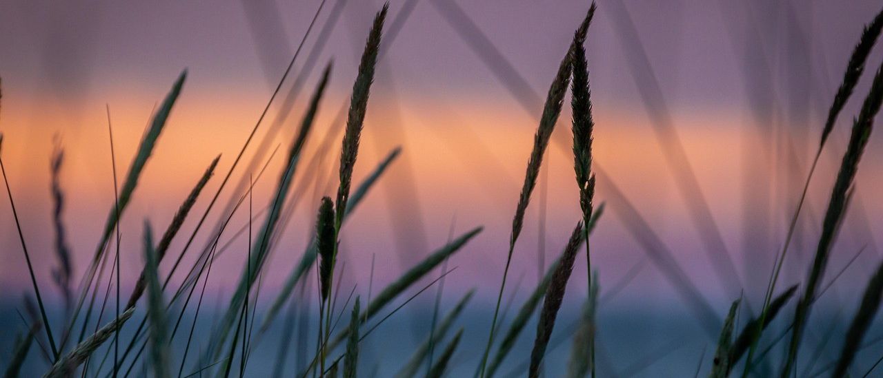 Ein Nahaufnahme von hohen Gräsern mit einem unscharfen Sonnenuntergang im Hintergrund. Das Gras ist hoch und dünn, mit einigen Blumen an der Spitze. Der Himmel ist eine Mischung aus Orange und Lila.