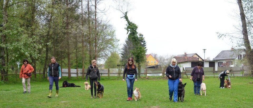 Bild enthält, Grass, Person, Walking, Canine, Dog, Mammal, Pet, Jacket, Outdoors, Nature