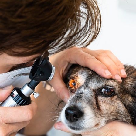 Bild enthält, Adult, Female, Person, Woman, Doctor, Veterinarian, Dog, Mammal, Pet, Smoke Pipe