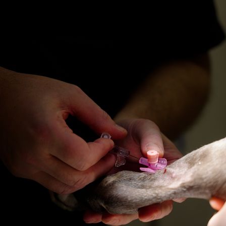 Eine Person verabreicht einem kleinen Tier, möglicherweise einer Ratte, eine Injektion mit einer Spritze mit rosa Kappe.