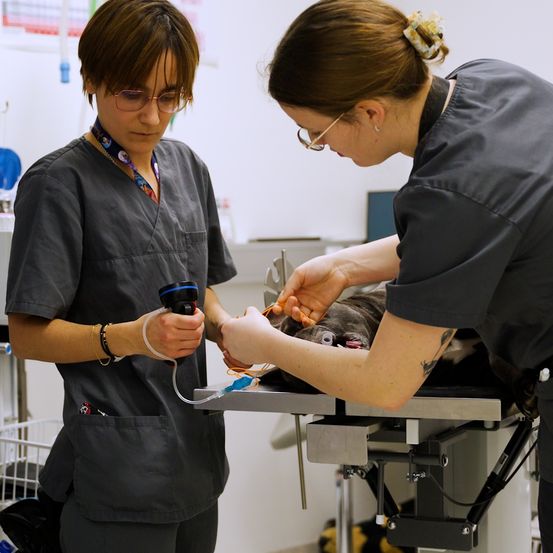 Zwei Frauen in Laborkittel arbeiten an einem Hund auf einem Tisch in einer Tierklinik. Eine hält ein Gerät, die andere untersucht den Hund.