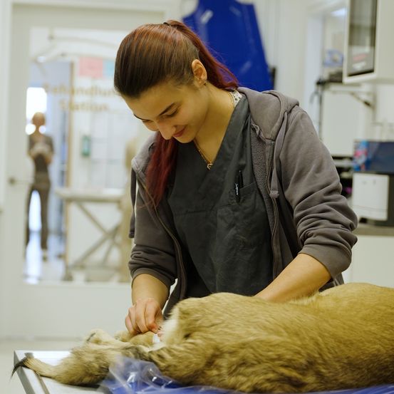 Eine Frau in einer grauen Kapuzenjacke und einer schwarzen Schürze untersucht einen braunen Hund auf einem Tisch in einer Tierklinik.