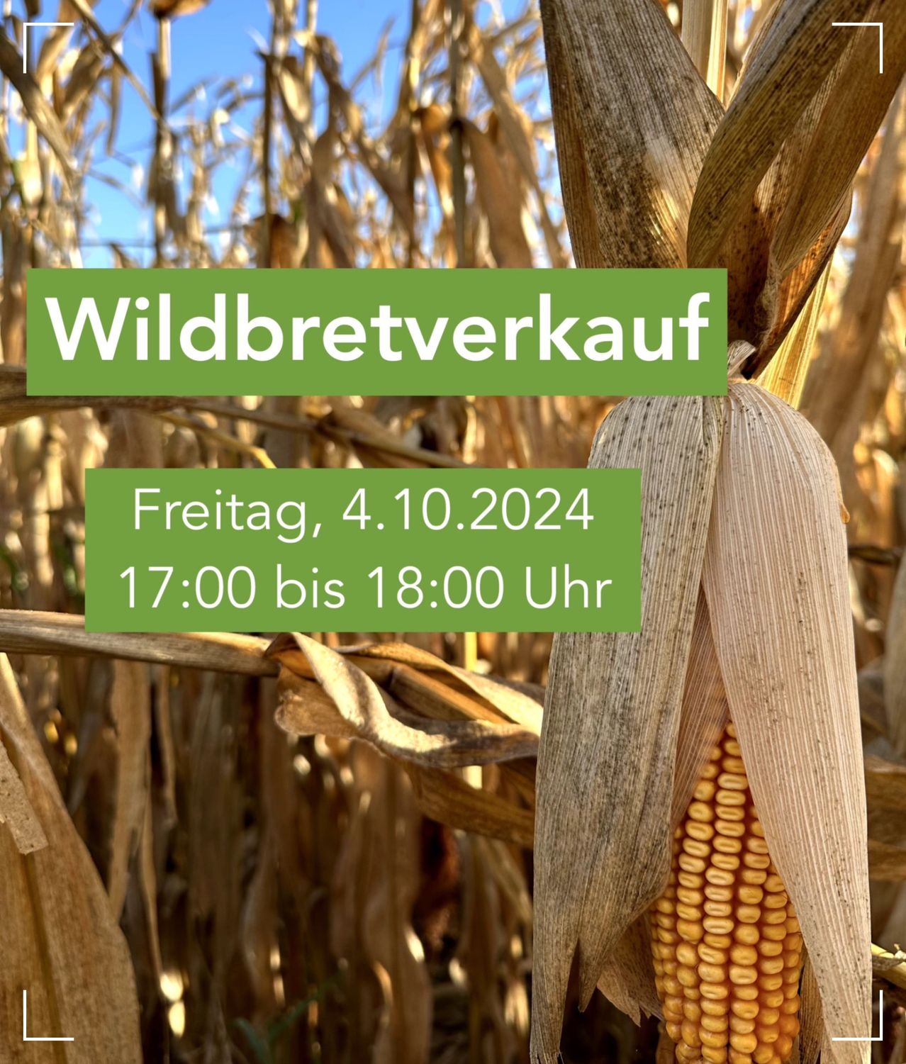 Bild enthält, Corn, Food, Grain, Plant, Produce