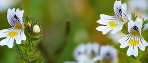 Bild enthält, Plant, Pollen, Flower, Petal, Daisy, Anther, Geranium, Rose, Anemone