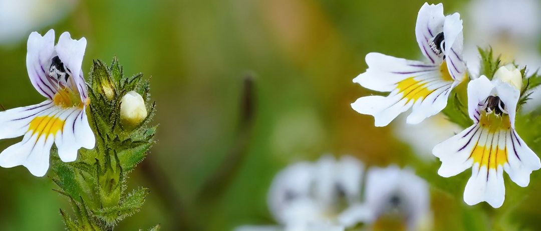Plant, Pollen, Flower, Petal, Daisy, Anther, Geranium, Rose, Anemone