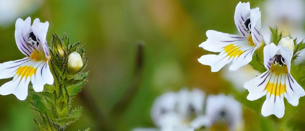 Bild enthält, Plant, Pollen, Flower, Petal, Daisy, Anther, Geranium, Rose, Anemone