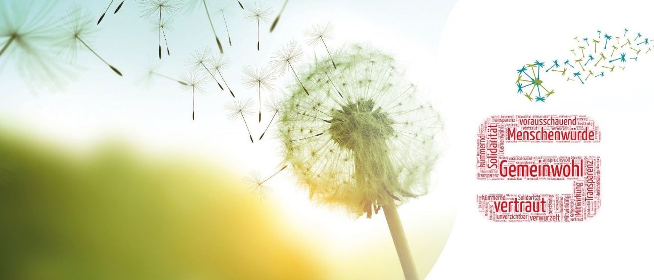 Ein Löwenzahn mit seinen Samen, die an einem sonnigen Tag in der Luft schweben, der Hintergrund ist unscharf mit einem gelblichen Farbton.