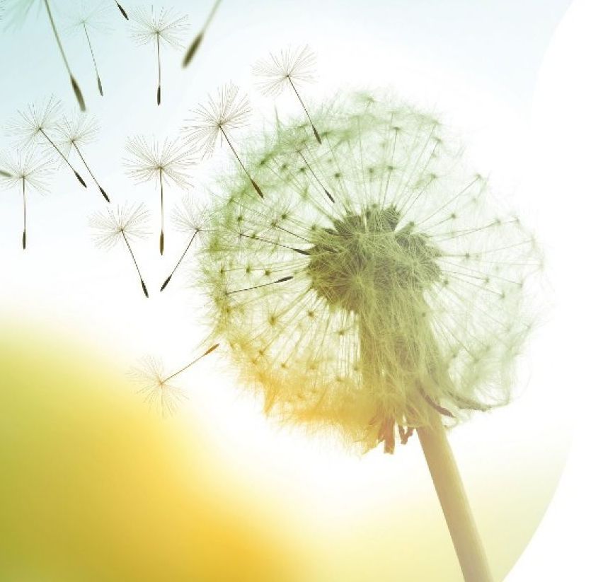 Ein Löwenzahn mit seinen Samen, die an einem sonnigen Tag in der Luft schweben, der Hintergrund ist unscharf mit einem gelblichen Farbton.