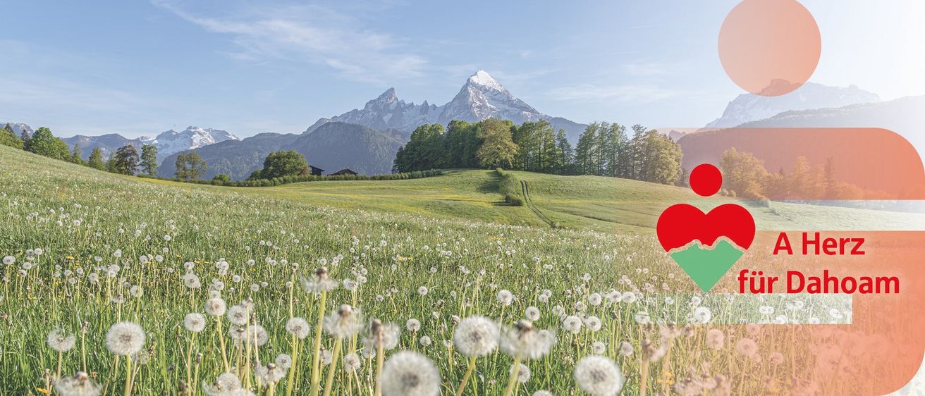 Eine friedliche Landschaft mit einem verschneiten Gebirgszug im Hintergrund und einem Feld mit Löwenzahn in der Vordergründe unter einem klaren blauen Himmel.