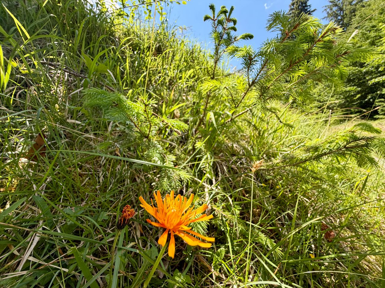 Eine leuchtend orange Blume sticht in einem Feld aus grünem Gras und Pflanzen hervor, mit einem blauen Himmel im Hintergrund.