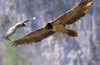 Zwei große Vögel fliegen am Himmel. Der vordere Vogel hat eine goldbraune Farbe und schwarze Flügel. Ein weiterer Vogel fliegt hinter ihm. Der Himmel ist klar und blau.