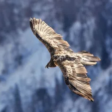 Ein Steinadler gleitet durch den Himmel, seine Flügel weit ausgebreitet vor dem Hintergrund schneebedeckter Berge. Die Federn des Vogels fangen das Licht ein und zeigen eine Mischung aus goldenen und braunen Farbtönen.