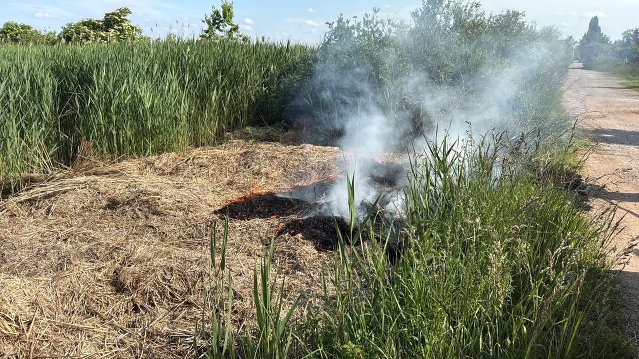 Ein glimmendes Feuer brennt durch trockenes Gras in einem Feld mit hoher Vegetation. Rauch steigt aus dem Feuer auf, und der Boden ist verkohlt.