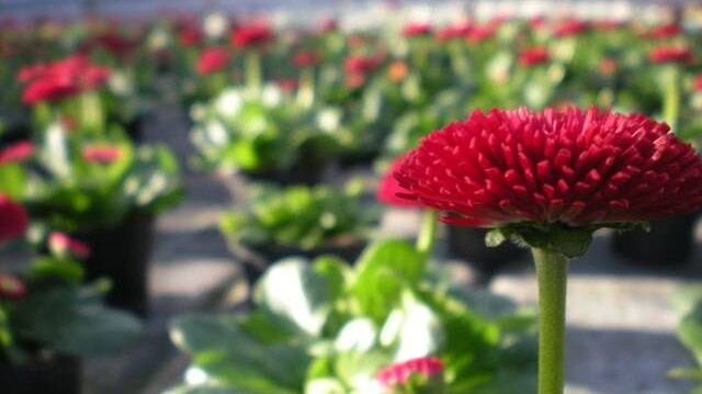 v1_migrated_image_58694899