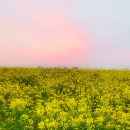 Ein riesiges Feld mit gelben Blumen unter einem rosa und blauen Himmel. Die Blumen sind in voller Blüte, und das Feld erstreckt sich bis zum Horizont. In der Ferne sind Bäume und eine Silhouette eines Gebäudes zu sehen.