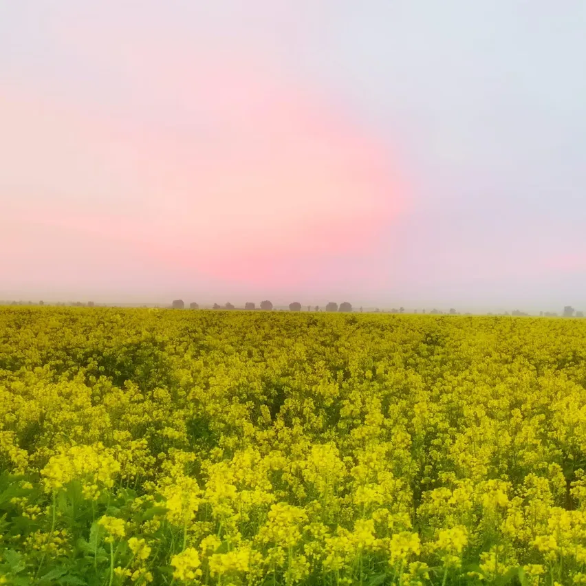 Ein riesiges Feld mit gelben Blumen unter einem rosa und blauen Himmel. Die Blumen sind in voller Blüte, und das Feld erstreckt sich bis zum Horizont. In der Ferne sind Bäume und eine Silhouette eines Gebäudes zu sehen.