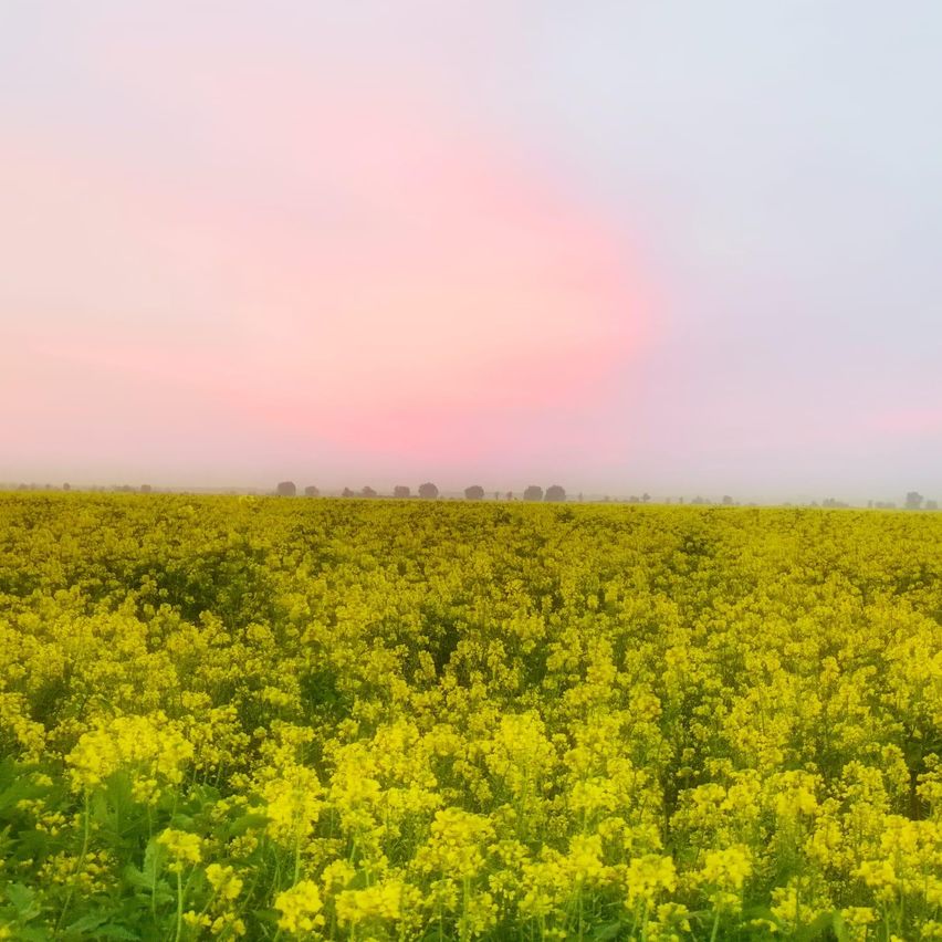 Ein riesiges Feld mit gelben Blumen unter einem rosa und blauen Himmel. Die Blumen sind in voller Blüte, und das Feld erstreckt sich bis zum Horizont. In der Ferne sind Bäume und eine Silhouette eines Gebäudes zu sehen.
