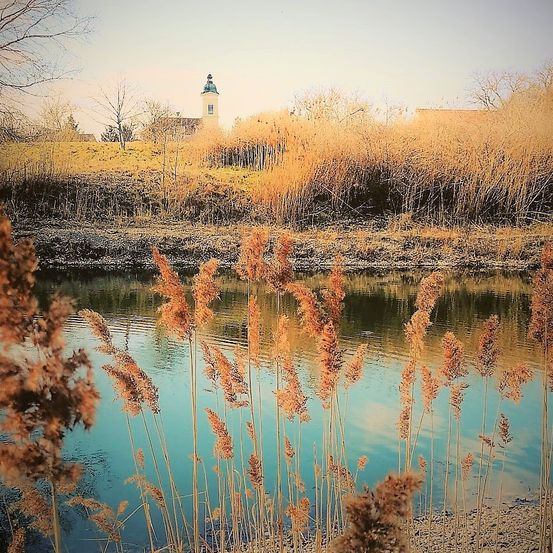 Ein ruhiger See mit hohen Schilfrohr und einem Kirchturm im Hintergrund. Der Himmel ist klar und der Boden ist mit Gras bedeckt.