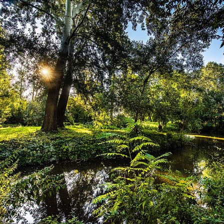 Ein ruhiger Wald mit üppiger Grünfläche, einem Teich und Sonnenlicht, das durch die Bäume fällt.