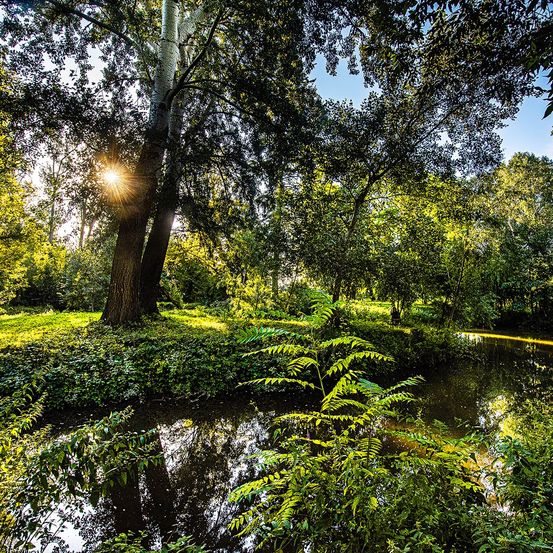 Ein ruhiger Wald mit üppiger Grünfläche, einem Teich und Sonnenlicht, das durch die Bäume fällt.