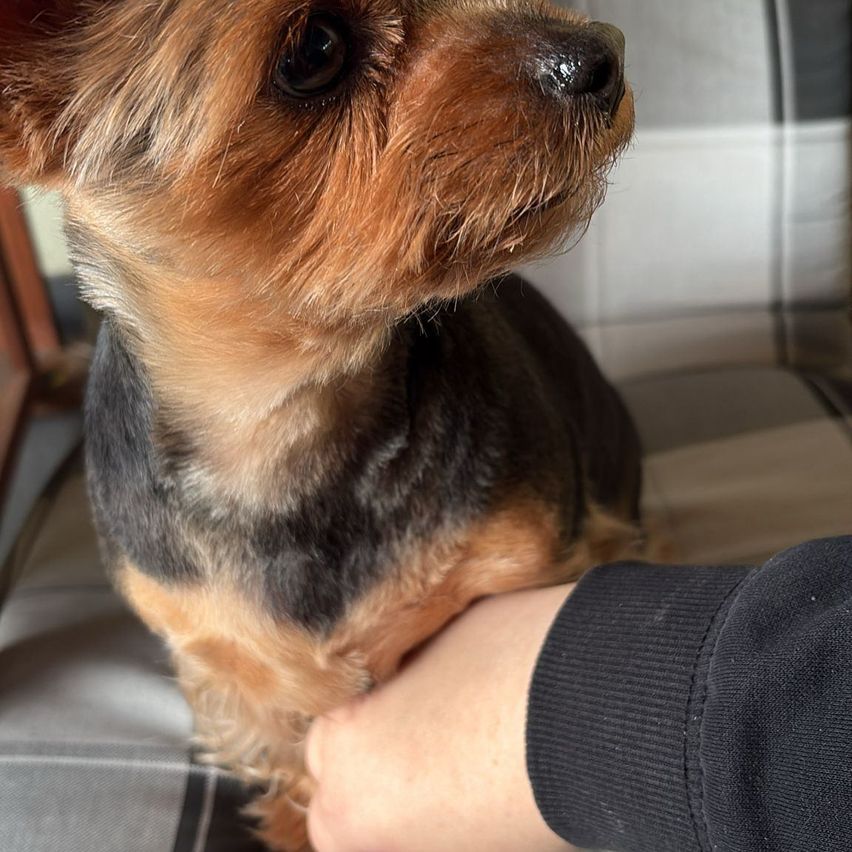 Ein kleiner brauner und schwarzer Hund sitzt auf einem Stuhl. Eine Hand streichelt den Hund. Der Hund schaut mit leicht geöffnetem Mund nach oben.