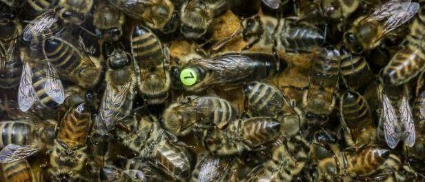 Bild enthält, Animal, Bee, Honey Bee, Insect, Invertebrate, Wasp, Apidae, Bumblebee