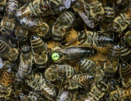 Bild enthält, Animal, Bee, Honey Bee, Insect, Invertebrate, Wasp, Apidae, Bumblebee