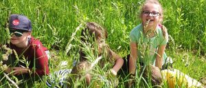 Bild enthält, Grass, Field, Grassland, Photography, Portrait, Green, Vegetation, Meadow, Park, Summer