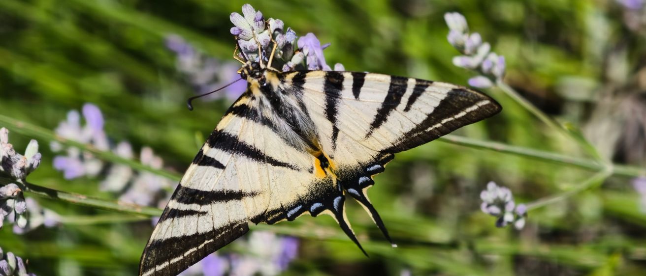 Ein Schmetterling mit schwarzen und weißen gestreiften Flügeln sitzt auf einer Lavendelblüte in einem Garten.
