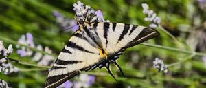 Ein Schmetterling mit schwarzen und weißen gestreiften Flügeln sitzt auf einer Lavendelblüte in einem Garten.