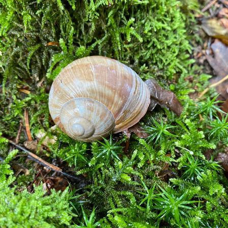 Bild enthält, Moss, Plant, Animal, Insect, Invertebrate, Snail