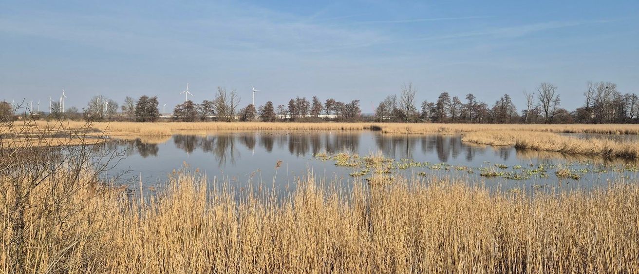 Eine ruhige Feuchtgebietsszene mit hohen Schilfrohr und einem ruhigen Teich unter einem blauen Himmel mit Windturbinen in der Ferne.