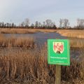 Ein Feuchtgebiet mit hohen Schilfrohren und einem Schild, das auf ein Naturschutzgebiet hinweist. In der Ferne mehrere Windturbinen und Bäume.