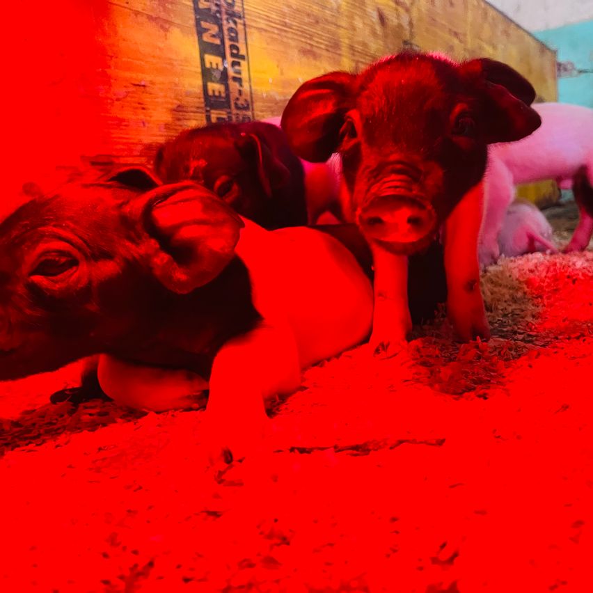 Mehrere Ferkel liegen auf einer roten Oberfläche. Ein Ferkel im Vordergrund starrt direkt in die Kamera, während ein weiteres Ferkel im Hintergrund verborgen ist.