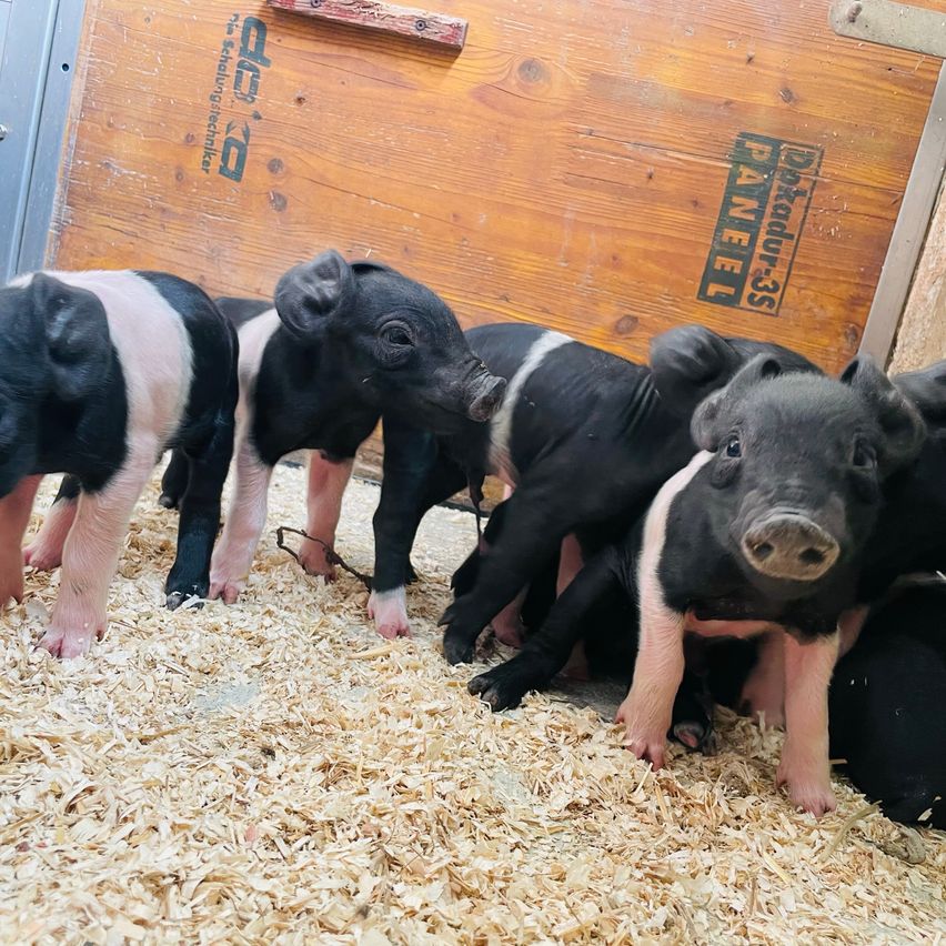 Eine Gruppe schwarzer und weißer Ferkel steht in einem Holzstall, einige schauen neugierig zur Kamera. Sie sind von trockenem, goldbraunem Stroh umgeben. Dahinter befindet sich eine Holzwand mit einem Aufkleber mit der Aufschrift "Dino-Park-35".