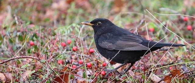 Bild enthält, Animal, Bird, Blackbird, Beak