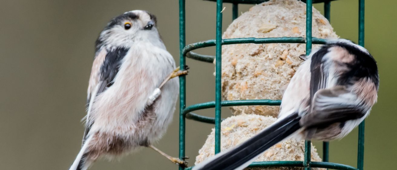 Bild enthält, Animal, Bird, Finch, Jay