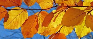 Ein Bild von Herbstblättern, golden gelb und orange, sind auf einem Ast eines Baumes gegen einen blauen Himmel geclustert.