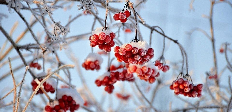 Eine Nahaufnahme eines schneebedeckten Baumzweigs mit roten Beeren. Die Zweige sind kahl, und die Beeren sind gefroren.