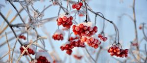 Eine Nahaufnahme eines schneebedeckten Baumzweigs mit roten Beeren. Die Zweige sind kahl, und die Beeren sind gefroren.
