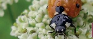 Ein Marienkäfer mit orangen und schwarzen Flecken, bedeckt mit Regentropfen, sitzt auf einer weißen Blume. Der Kopf des Marienkäfers zeigt nach links, und sein Körper ist leicht gebogen.