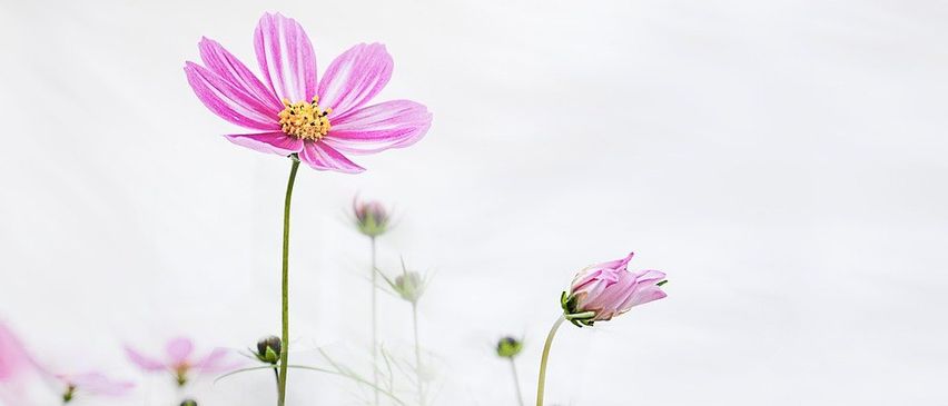Ein Nahaufnahme einer rosa Blume mit gelben Blütenblättern und einem unscharfen Hintergrund aus anderen rosa Blüten.