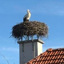 Ein Storch thront auf einem Schornstein, unter einem klaren blauen Himmel. Der lange, schlanke Schnabel des Vogels ist sichtbar.