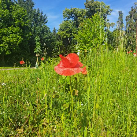 Eine leuchtend rote Mohnblume sticht in einer üppigen grünen Wiese hervor, umgeben von mehreren anderen Mohnblumen und hohen Bäumen im Hintergrund unter einem klaren blauen Himmel.