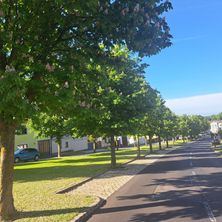 Eine ruhige Straße gesäumt von blühenden Bäumen und gepflegten Rasenflächen unter einem klaren blauen Himmel. Ein blaues Auto ist auf der linken Seite der Straße geparkt.
